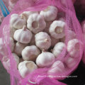 New Crop Fresh White Garlic at Wholesale Price